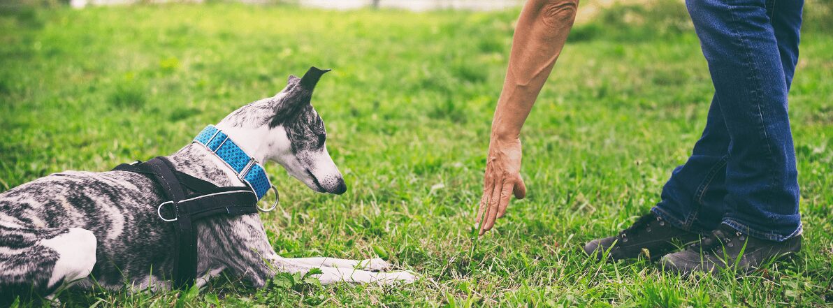 Puppy Training | Animal Training | Shropshire